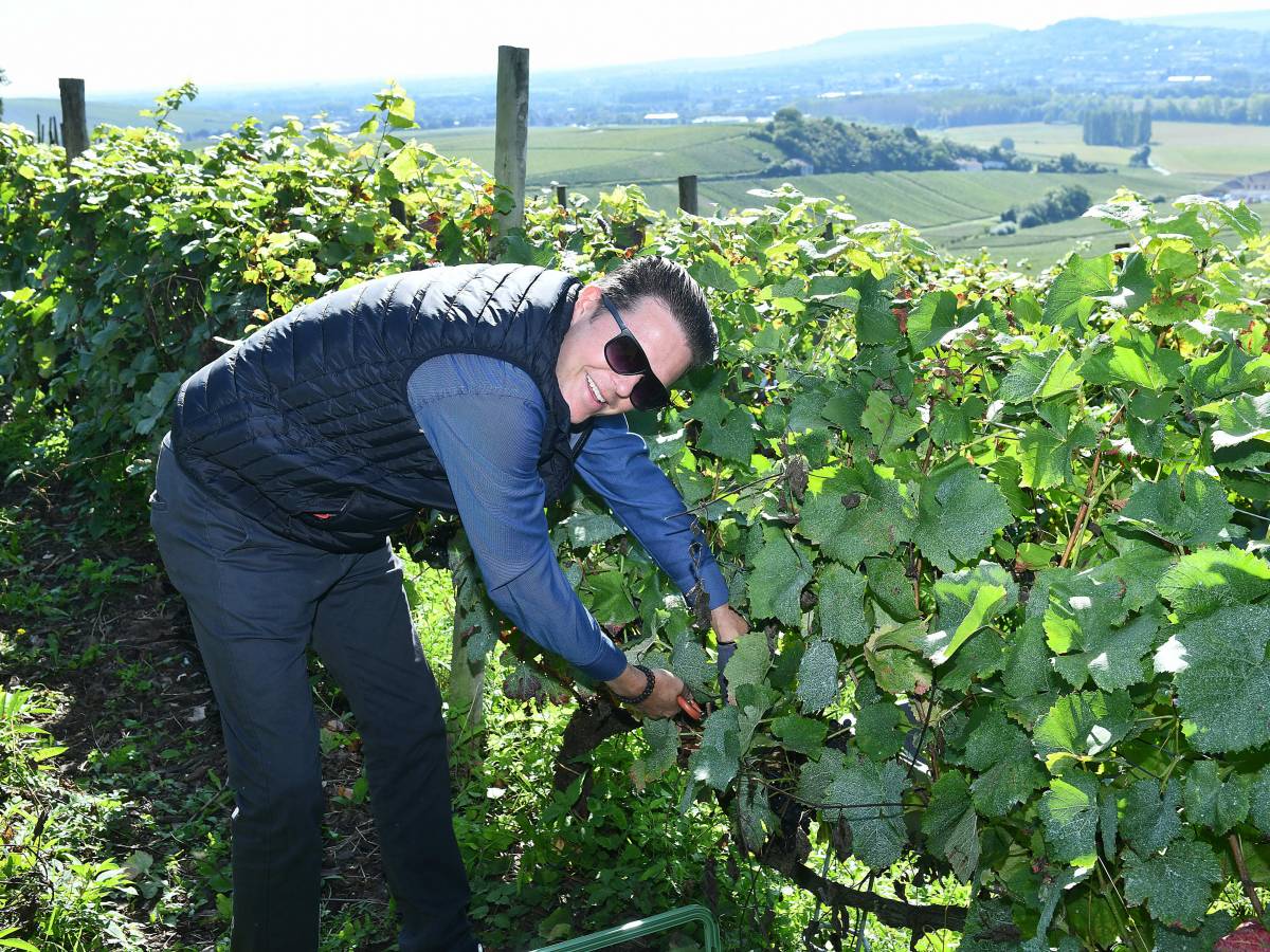 Arbeit im Rebberg –&nbsp;Herbst